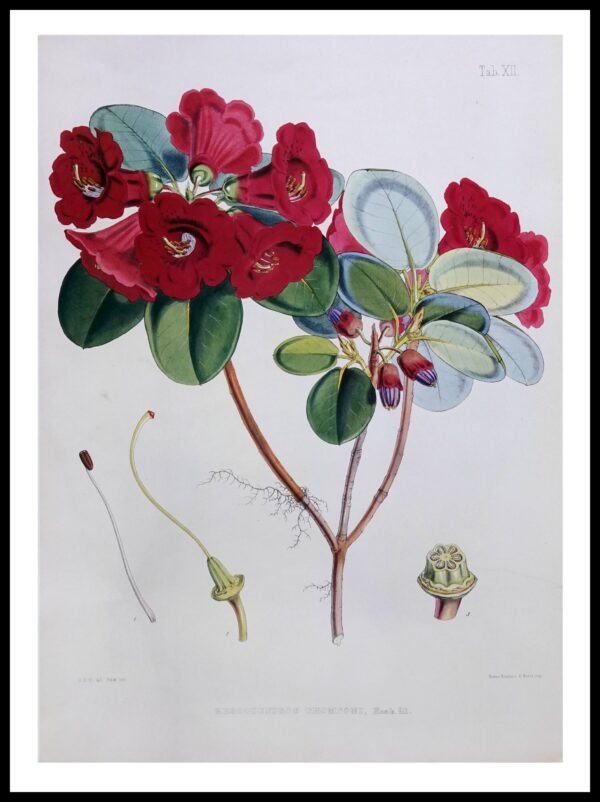 PTR JDH08 Rhododendron Thomsoni (Antique Prints)